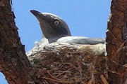 Ground Cuckoo-shrike (Coracina maxima)